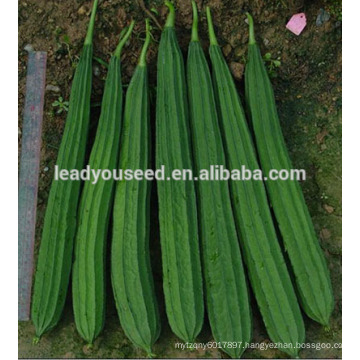 MLU01 Chuanggua strong heat resistant hybrid ridge luffa seeds for planting